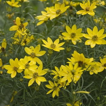 Coreopsis verticillata - Coreopsis 'Zagreb' Coreopsis verticillata - Coreopsis 'Zagreb'