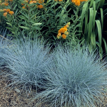 Elijah Blue - Fescue Elijah Blue - Fescue