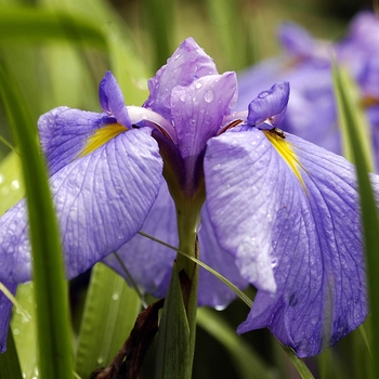 Iris ensata - Japanese Iris Iris ensata - Japanese Iris