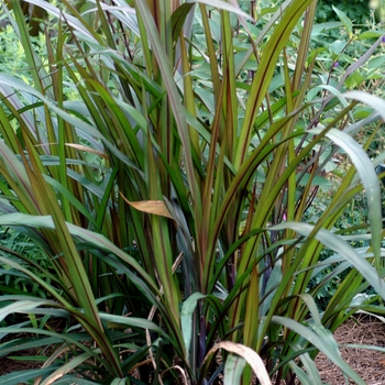 Pennisetum purpureum - Purple Fountain Grass Pennisetum purpureum - Purple Fountain Grass