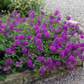Verbena canadensis - Verbena 'Homestead Purple' Verbena canadensis - Verbena 'Homestead Purple'