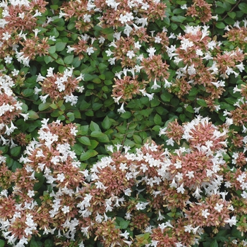 Rose Creek - Abelia Rose Creek - Abelia