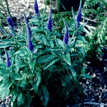 Veronica 'Sunny Border Blue' - Hybrid Speedwell Veronica 'Sunny Border Blue' - Hybrid Speedwell