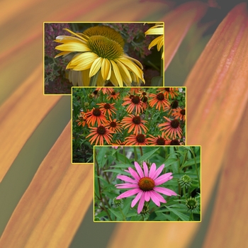 Multiple Varieties - Echinacea - Coneflower Multiple Varieties - Echinacea - Coneflower