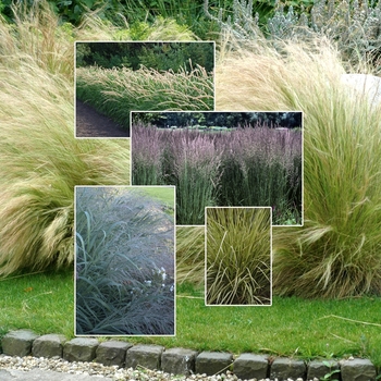 Multiple Varieties - Perennial Grasses Multiple Varieties - Perennial Grasses
