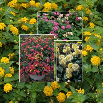 Mulitple Colors - Lantana Mulitple Colors - Lantana