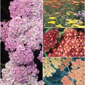 Multiple Varieties - Achillea - Yarrow Multiple Varieties - Achillea - Yarrow