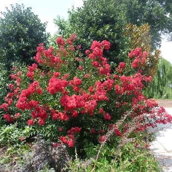'Red Rocket' - Crape Myrtle 'Red Rocket' - Crape Myrtle
