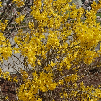Lynwood - Forsythia Lynwood - Forsythia