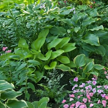 Mulitple Varieties - Hosta Mulitple Varieties - Hosta