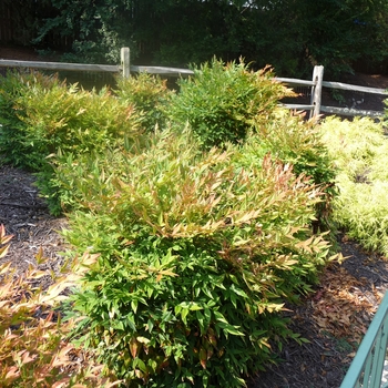 'Gulf Stream' - Nandina 'Gulf Stream' - Nandina