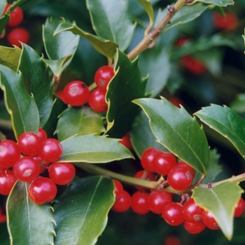 'Nellie R. Stevens' - Holly 'Nellie R. Stevens' - Holly