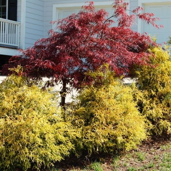 Chamaecyparis pisifera - 'Golden Mop' Japanese Falsecypress Chamaecyparis pisifera - 'Golden Mop' Japanese Falsecypress