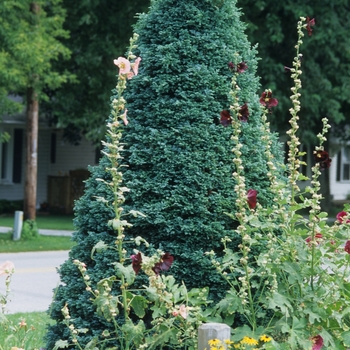 Chamaecyparis pisifera - 'Boulevard' Japanese Falsecypress Chamaecyparis pisifera - 'Boulevard' Japanese Falsecypress