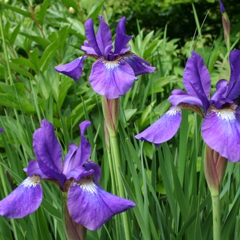 Iris sibirica - Siberian Iris Iris sibirica - Siberian Iris