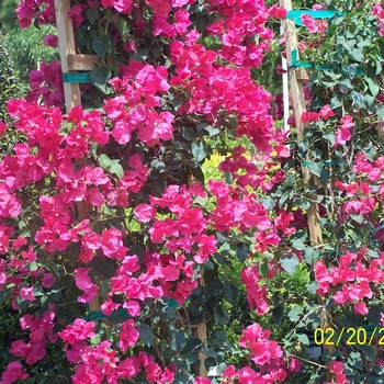 Asst. Colors Hanging Basket - Bougainvillea Asst. Colors Hanging Basket - Bougainvillea