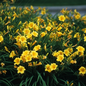 Hemerocallis (Daylily) - Daylily Stella D'Oro Hemerocallis (Daylily) - Daylily Stella D'Oro