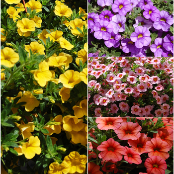 Multiple Colors - Million Bells 'Aloha' Variety Multiple Colors - Million Bells 'Aloha' Variety