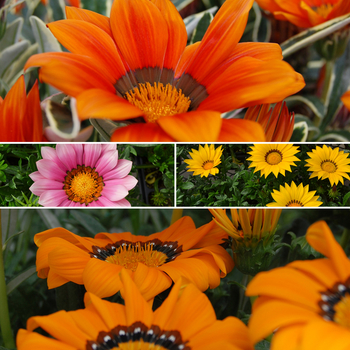 multiple varieties - Gazania multiple varieties - Gazania