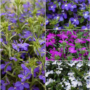 Multiple Colors - Lobelia 'Techno®' Variety Multiple Colors - Lobelia 'Techno®' Variety