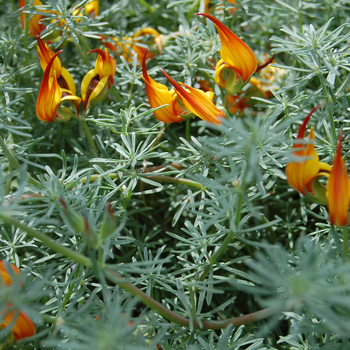Lotus vine - Parrot's Beak Lotus vine - Parrot's Beak