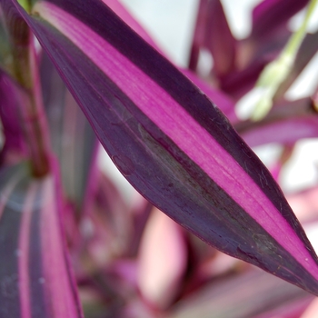 Variegated - Setcreasea Variegated - Setcreasea