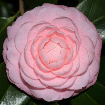 'Pink Perfection' - Camellia 'Pink Perfection' - Camellia