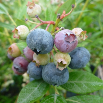 'Legacy' - Blueberry 'Legacy' - Blueberry