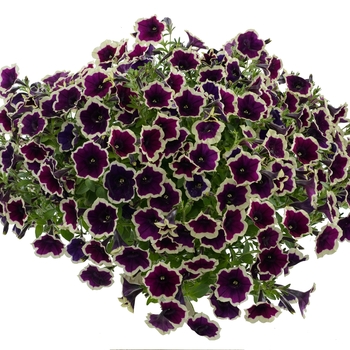 Multiple Colors - Petunia 'Cascadias' Variety Multiple Colors - Petunia 'Cascadias' Variety
