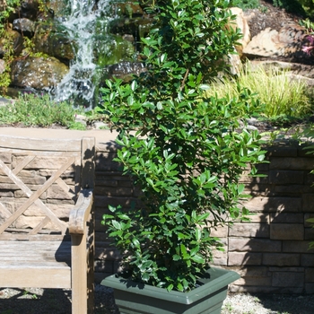 'Oakleaf' - Holly 'Oakleaf' - Holly