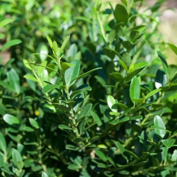 'Hoogendorn' - Holly 'Hoogendorn' - Holly