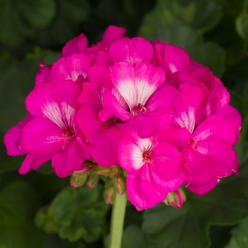 Multiple Colors - Geranium Tango™ Variety Multiple Colors - Geranium Tango™ Variety