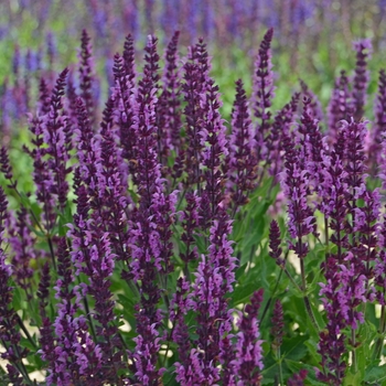 Salvia nemorosa - Salvia'Bumbleberry' Salvia nemorosa - Salvia'Bumbleberry'