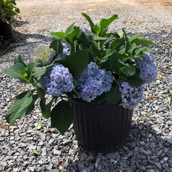 'Nikko Blue' - Hydrangea 'Nikko Blue' - Hydrangea