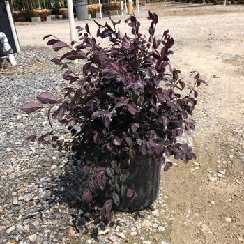 'Ruby' - Loropetalum 'Ruby' - Loropetalum
