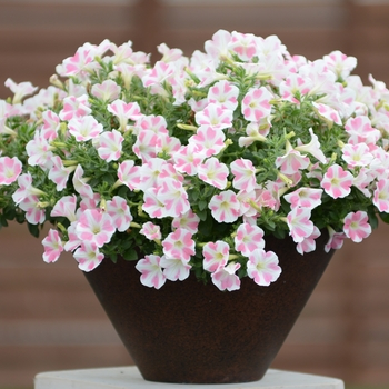 Surfinia® Heartbeat - Petunia Surfinia® Heartbeat - Petunia