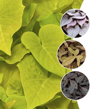 Multiple Varieties - Sweet Potato Vine Multiple Varieties - Sweet Potato Vine