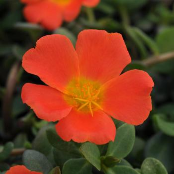 Portulaca oleracea - RioGrande™ 'Orange' Portulaca oleracea - RioGrande™ 'Orange'
