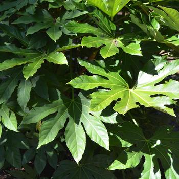 Japanese Aralia - Fatsia Japanese Aralia - Fatsia