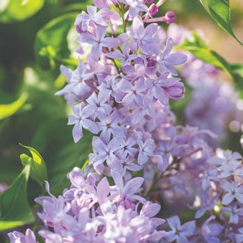 Syringa vulgaris - 'New Age Lavender' Lilac Syringa vulgaris - 'New Age Lavender' Lilac