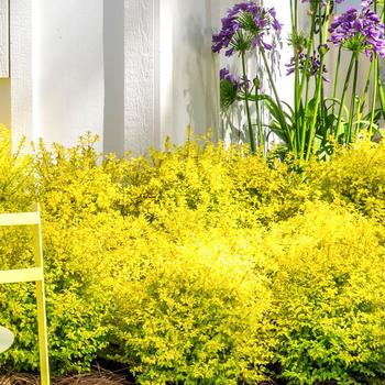 Ligustrum sinense - Ligustrum 'Sunshine Ligustrum sinense - Ligustrum 'Sunshine