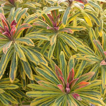 Sahara™ 'Ascot Rainbow' - Spurge Sahara™ 'Ascot Rainbow' - Spurge