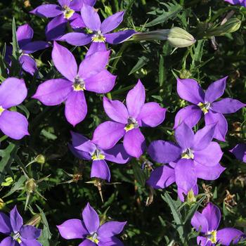 Isotoma (Blue Star) - FIZZ N POP™ 'Glowing Violet' Isotoma (Blue Star) - FIZZ N POP™ 'Glowing Violet'