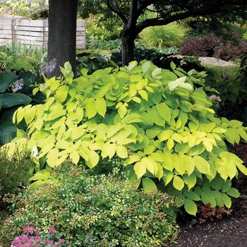 Sun King - Aralia Cordata Sun King - Aralia Cordata