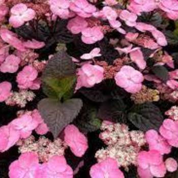 'Pink Dynamo' - Hydrangea 'Pink Dynamo' - Hydrangea