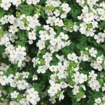 Sutera - Bacopa 'Calypso' White Sutera - Bacopa 'Calypso' White