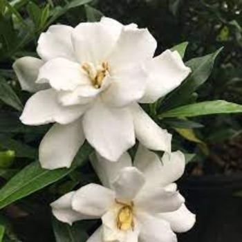 'Frost Proof' - Gardenia 'Frost Proof' - Gardenia