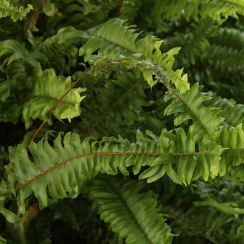 Kimberly Queen - Australian Sword Fern Kimberly Queen - Australian Sword Fern