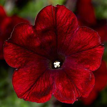 Multiple Colors - Petunia 'Sanguna®' Variety Multiple Colors - Petunia 'Sanguna®' Variety