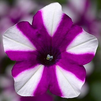 Shortcake™ Blueberry - Petunia Shortcake™ Blueberry - Petunia